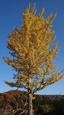 s-DSC_3953.jpg